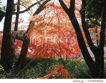 《奈良県》紅葉 《奈良県》紅葉 134899858
