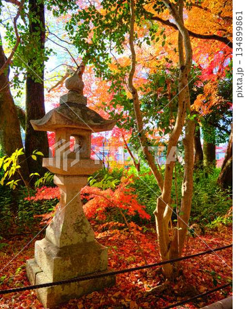 《奈良県》紅葉 《奈良県》紅葉 134899861