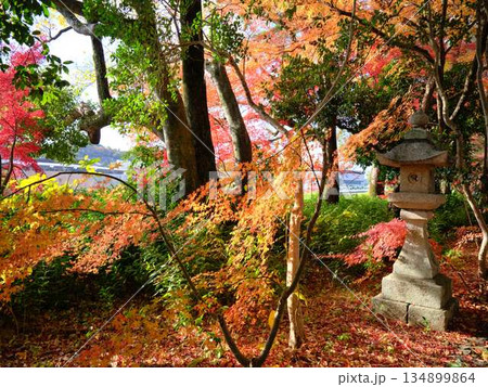 《奈良県》紅葉 《奈良県》紅葉 134899864