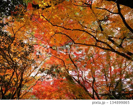 《奈良県》紅葉 《奈良県》紅葉 134899865