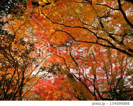 《奈良県》紅葉 《奈良県》紅葉 134899866