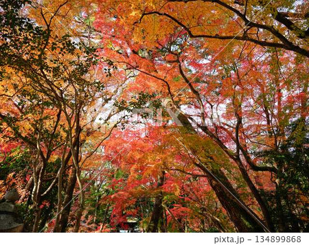《奈良県》紅葉 《奈良県》紅葉 134899868