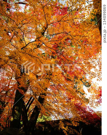 《奈良県》紅葉 134899869