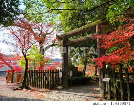 《奈良県》紅葉 134899871