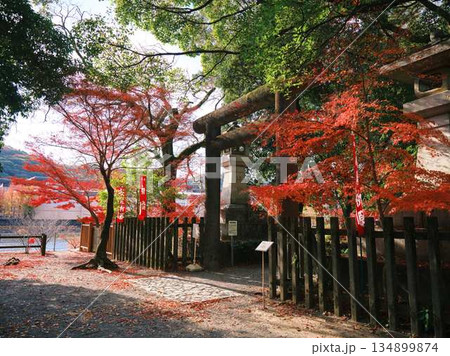 《奈良県》紅葉 134899874
