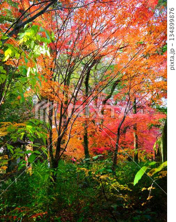 《奈良県》紅葉 《奈良県》紅葉 134899876