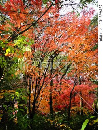 《奈良県》紅葉 《奈良県》紅葉 134899877