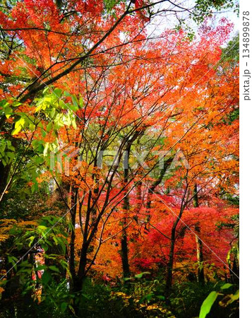 《奈良県》紅葉 134899878