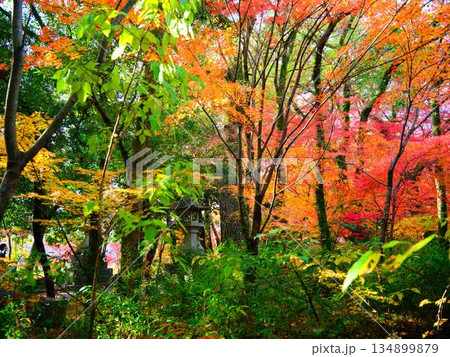 《奈良県》紅葉 《奈良県》紅葉 134899879