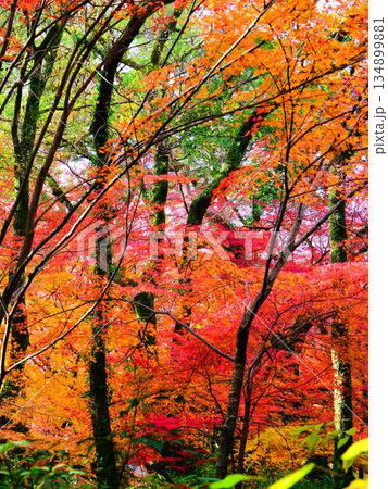 《奈良県》紅葉 《奈良県》紅葉 134899881