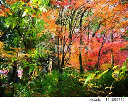 《奈良県》紅葉 134899882