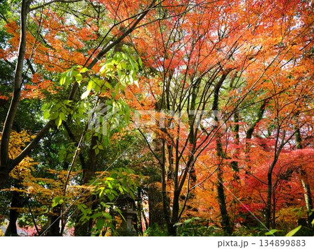 《奈良県》紅葉 134899883