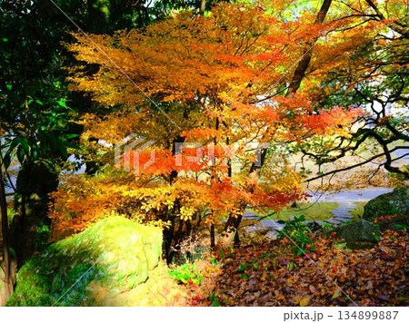 《奈良県》紅葉 《奈良県》紅葉 134899887