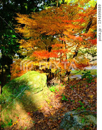 《奈良県》紅葉 《奈良県》紅葉 134899889