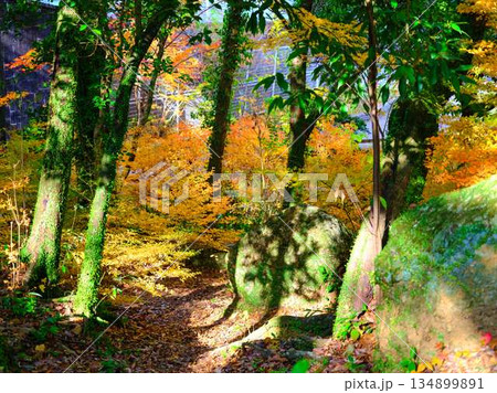 《奈良県》紅葉 《奈良県》紅葉 134899891