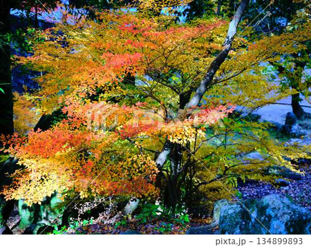 《奈良県》紅葉 134899893