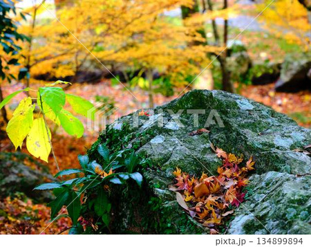 《奈良県》紅葉 《奈良県》紅葉 134899894