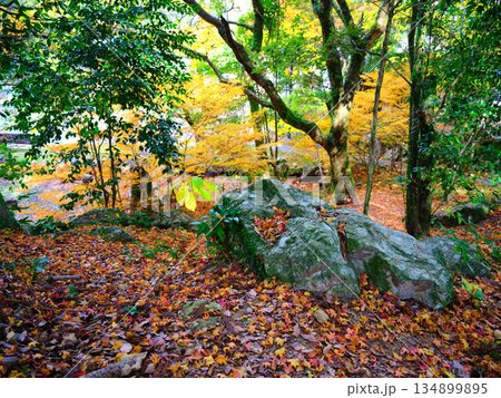 《奈良県》紅葉 《奈良県》紅葉 134899895