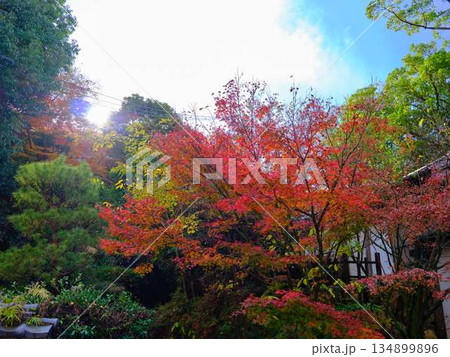 《奈良県》紅葉 134899896