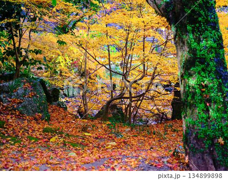 《奈良県》紅葉 《奈良県》紅葉 134899898