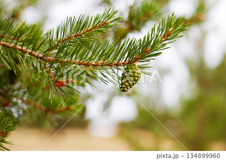 A pine branch with a young green pine cone. Macro photography. Selective focus. A pine branch with a young green pine cone. Macro photography. Selective focus. 134899960