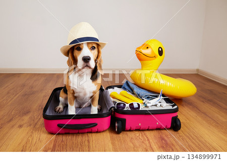 A beagle dog in a straw hat sits in a suitcase A beagle dog in a straw hat sits in a suitcase 134899971