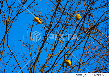 Quince on branch. Organic natural quince apples on the tree at fall 134899977