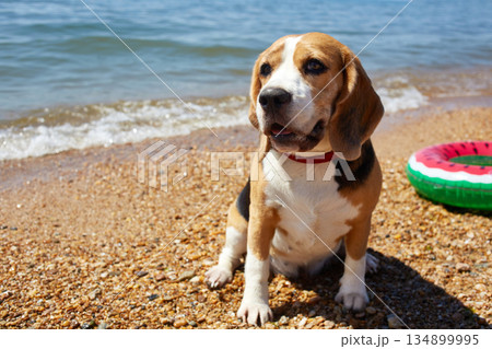 Cute beagle dog on the beach near the seashore on a sunny summer day. 134899995