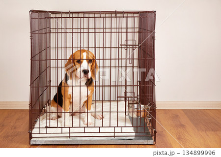 The sad beagle dog is sitting in an iron pet cage in the apartment. 134899996