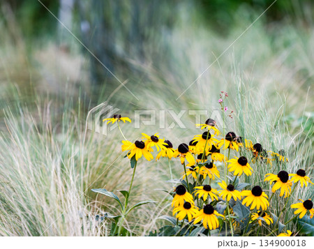 柔らかな草と満開の黄色いエキナセア 134900018