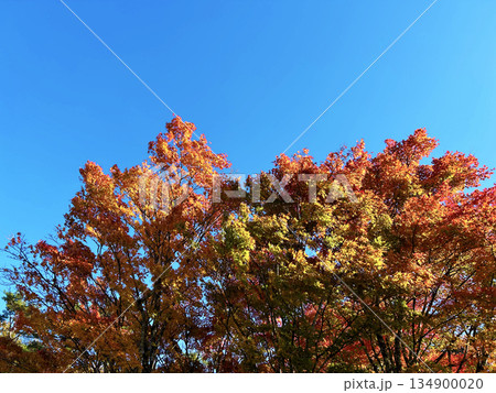 青空と紅葉した木 青空と紅葉した木 134900020