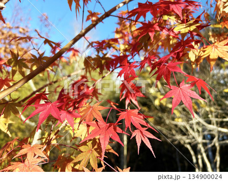 真っ赤な紅葉 真っ赤な紅葉 134900024
