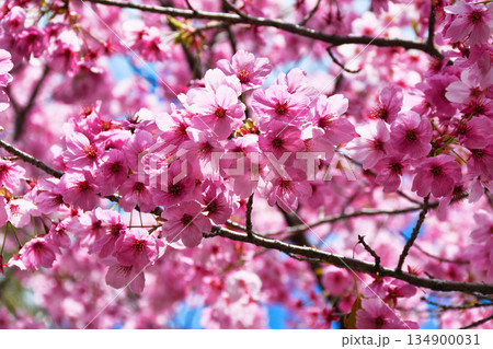 京都 平野神社 美しい陽光桜(京都府京都市北区) 京都 平野神社 美しい陽光桜(京都府京都市北区) 134900031