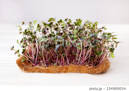 Sprouts of micro green radish on a gray background. Sprouts of micro green radish on a gray background. 134900054