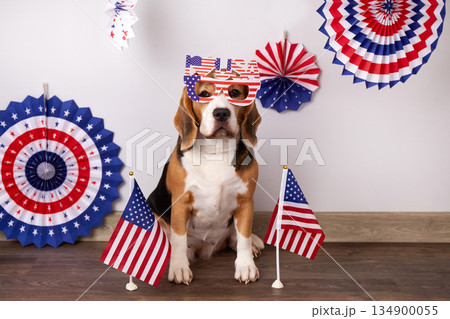 Beagle dog with glasses for the US Independence Day holiday. Beagle dog with glasses for the US Independence Day holiday. 134900055