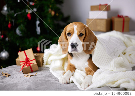 The beagle dog is lying on the bed, covered with a white knitted blanket. 134900092