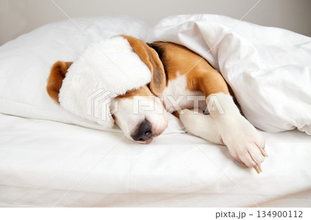 A masked beagle dog sleeps on a bed under a blanket 134900112