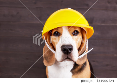 A beagle dog in a construction helmet 134900124