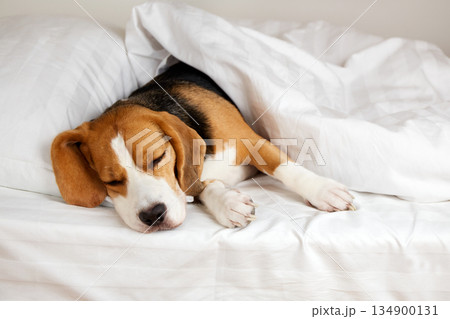 Cute dog Beagle sleeps on the bed under a blanket. Cute dog Beagle sleeps on the bed under a blanket. 134900131