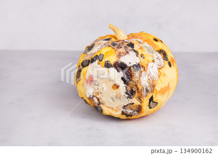 Rotten pumpkin. Wasted moldy vegetables on a gray background. 134900162