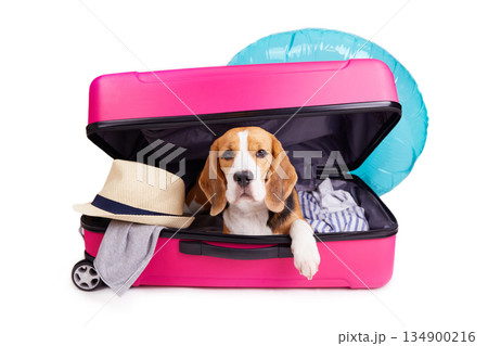 A beagle dog in a suitcase with clothes and accessories for summer holidays A beagle dog in a suitcase with clothes and accessories for summer holidays 134900216