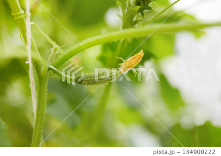 The ovary of a small cucumber grows in a greenhouse 134900222