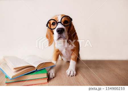 A busy beagle wears large round glasses. The dog is sitting at the desk. There are books on the table. 134900233