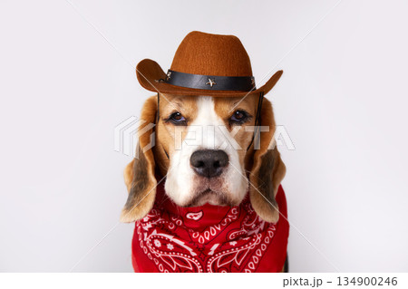 Beagle dog wearing cowboy hat and bandana poses for a fun portrait in a studio setting Beagle dog wearing cowboy hat and bandana poses for a fun portrait in a studio setting 134900246