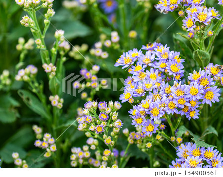 満開のかわいい紫のシオンの花 満開のかわいい紫のシオンの花 134900361