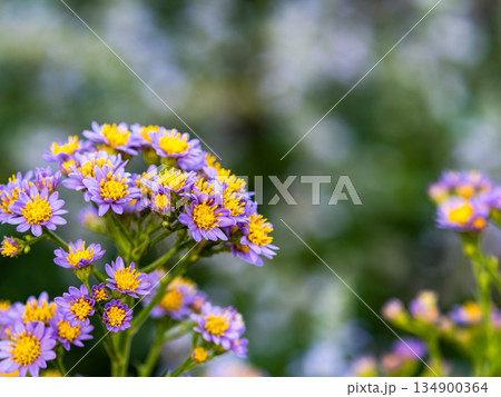 満開のかわいい紫のシオンの花 134900364