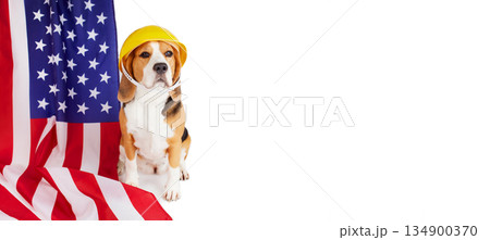 A beagle dog in a construction helmet next to an American flag 134900370