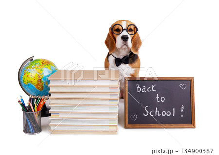 A beagle dog wearing glasses and a bow tie sits on a white isolated background. 134900387