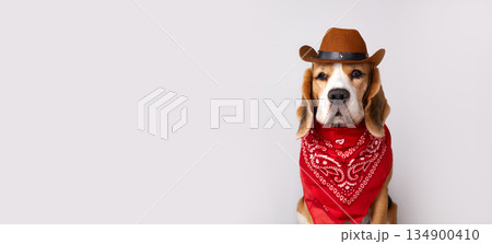 Beagle dog wearing cowboy hat and bandana poses for a fun portrait in a studio setting Beagle dog wearing cowboy hat and bandana poses for a fun portrait in a studio setting 134900410
