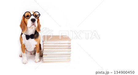 A beagle dog with glasses and a bow tie A beagle dog with glasses and a bow tie 134900450